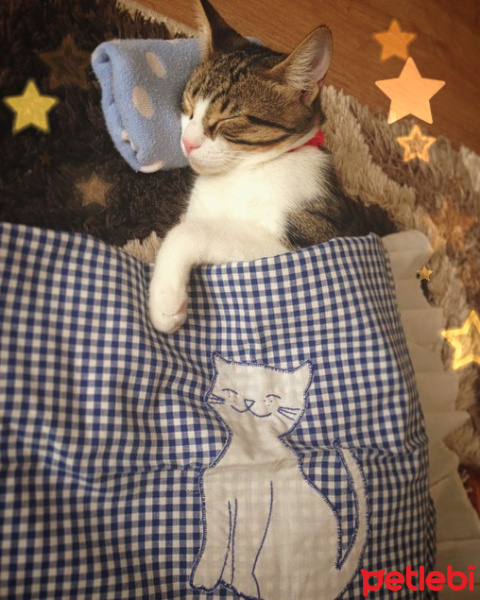 Tekir Kedi, Kedi  Patinaz fotoğrafı