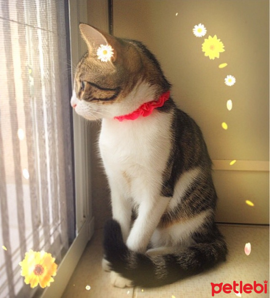 Tekir Kedi, Kedi  Patinaz fotoğrafı