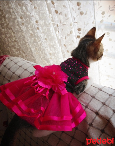 Tekir Kedi, Kedi  Patinaz fotoğrafı