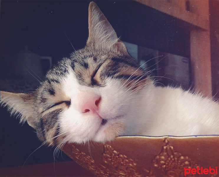 Tekir Kedi, Kedi  Patinaz fotoğrafı