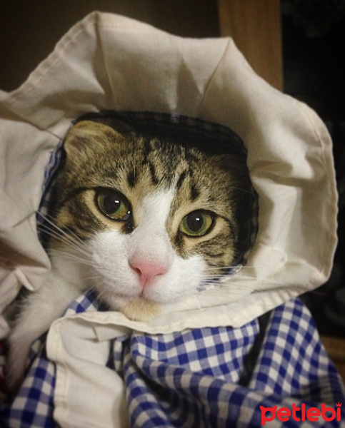 Tekir Kedi, Kedi  Patinaz fotoğrafı