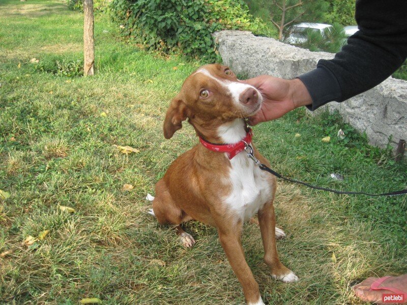 Sokö (Sokak Köpeği), Köpek  BALIM fotoğrafı