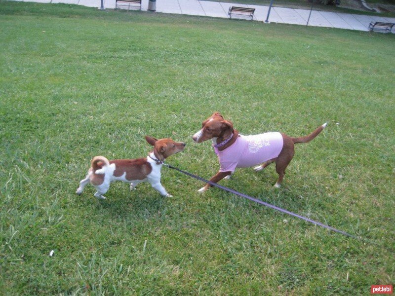 Sokö (Sokak Köpeği), Köpek  BALIM fotoğrafı