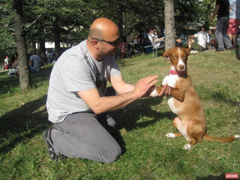 Sokö (Sokak Köpeği), Köpek  BALIM fotoğrafı