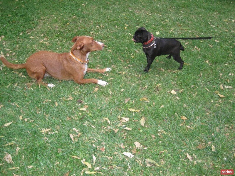 Sokö (Sokak Köpeği), Köpek  BALIM fotoğrafı