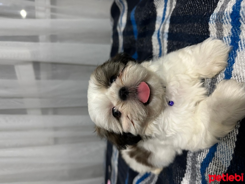Shih Tzu, Köpek  Toni fotoğrafı