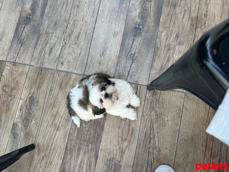 Shih Tzu, Köpek  Toni fotoğrafı