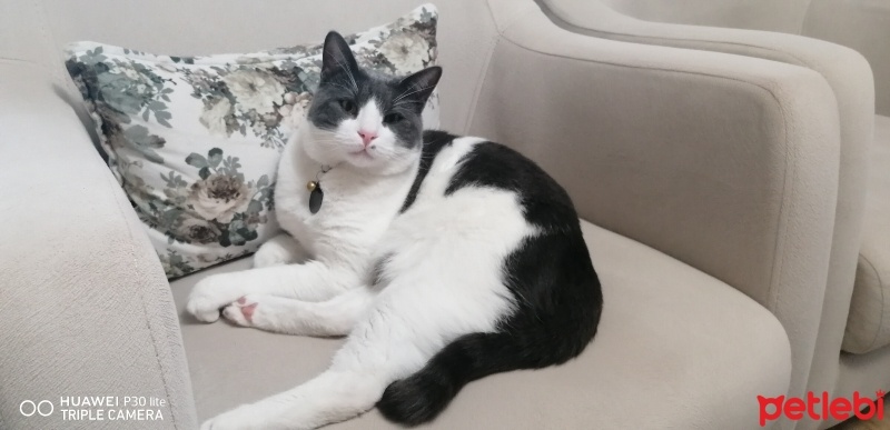 Tuxedo (Smokin) Kedi, Kedi  Hüsnü fotoğrafı