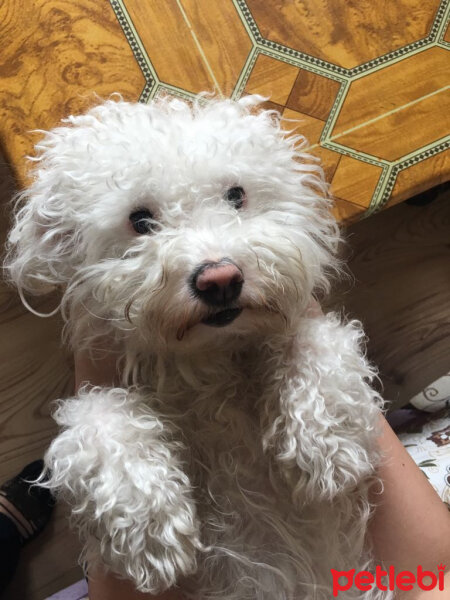 Maltese, Köpek  Pamuk fotoğrafı