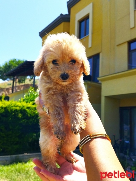Poodle (Minyatür Kaniş), Köpek  . fotoğrafı