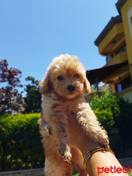 Poodle (Minyatür Kaniş), Köpek  . fotoğrafı