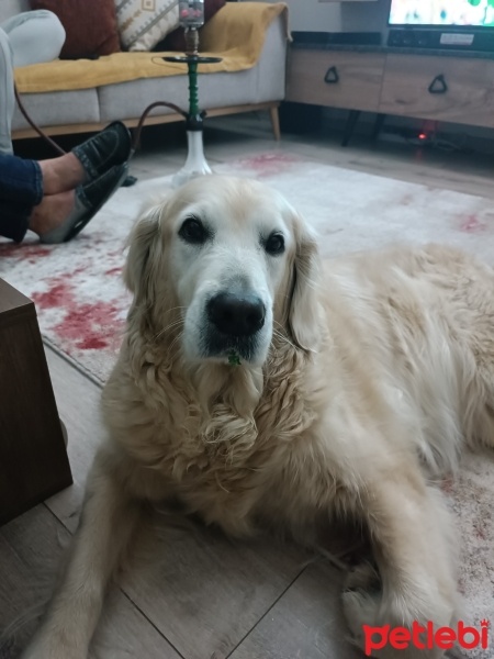 Golden Retriever, Köpek  Nefes fotoğrafı