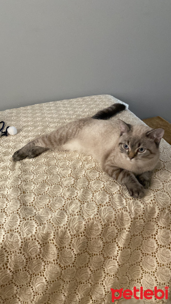 British Shorthair, Kedi  Paşa fotoğrafı