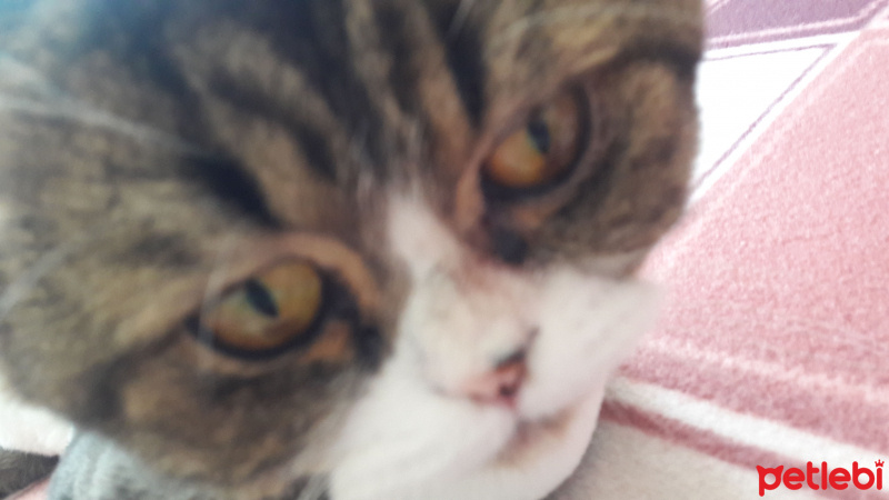 Scottish Fold, Kedi  Aşur fotoğrafı