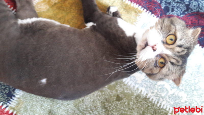 Scottish Fold, Kedi  Aşur fotoğrafı
