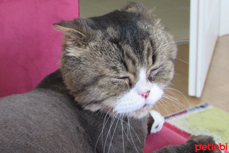 Scottish Fold, Kedi  Aşur fotoğrafı