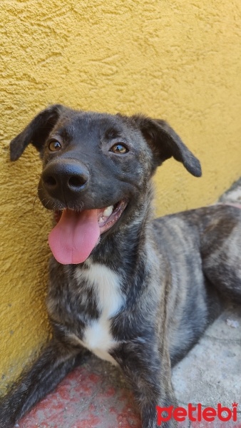 Sokö (Sokak Köpeği), Köpek  Ash fotoğrafı