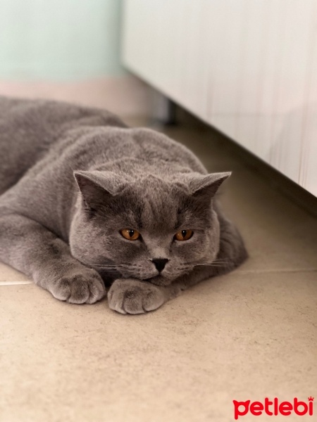 British Shorthair, Kedi  Tombik fotoğrafı