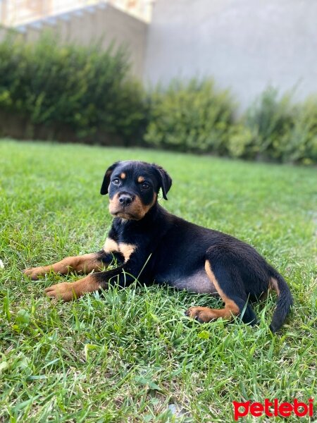 Rottweiler, Köpek  Carlos fotoğrafı