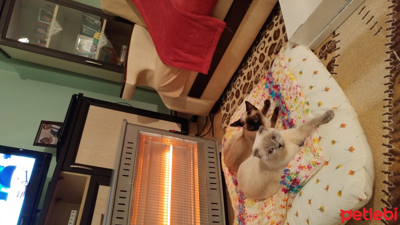 Siyam Kedisi, Kedi  Meyk ve Ares fotoğrafı