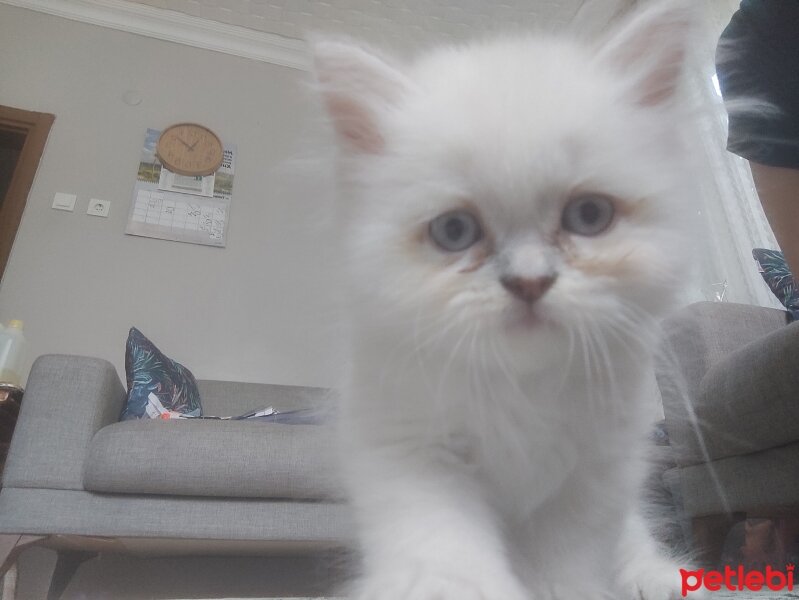 British Longhair, Kedi  Tarçın fotoğrafı