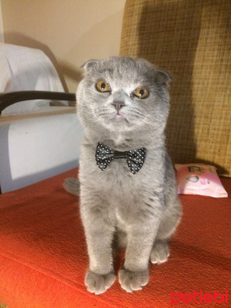 Scottish Fold, Kedi  Mars fotoğrafı