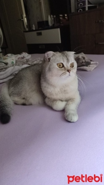 Scottish Fold, Kedi  PONÇİK fotoğrafı