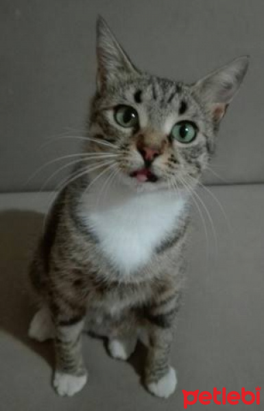 Tekir Kedi, Kedi  prenses fotoğrafı