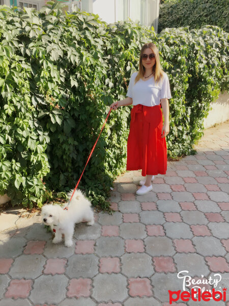 Maltese, Köpek  Pamuk fotoğrafı