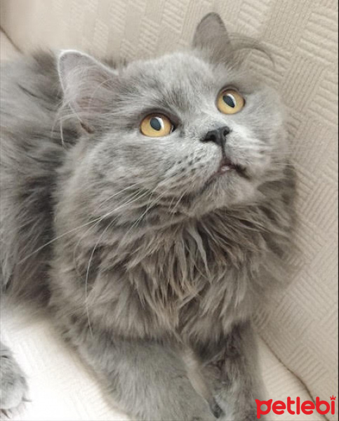 British Shorthair, Kedi  ŞAKİR fotoğrafı