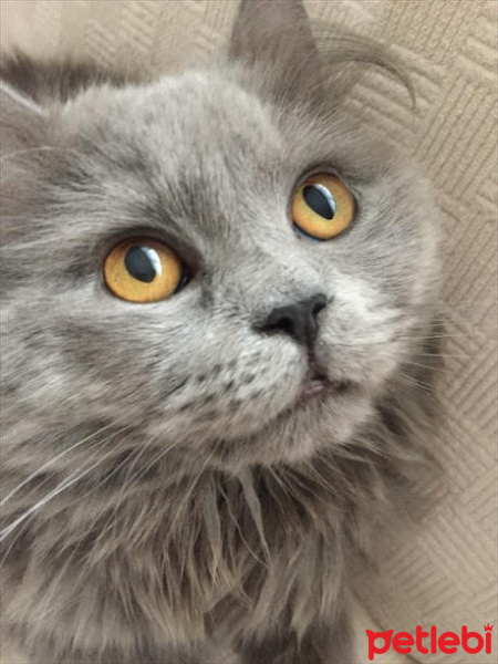 British Shorthair, Kedi  ŞAKİR fotoğrafı