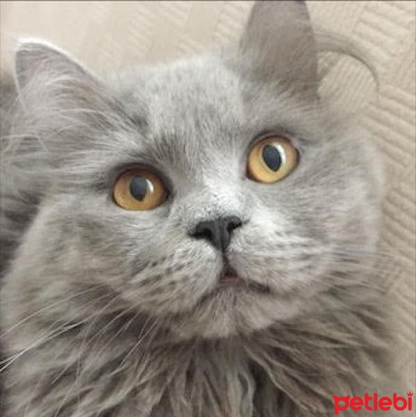 British Shorthair, Kedi  ŞAKİR fotoğrafı