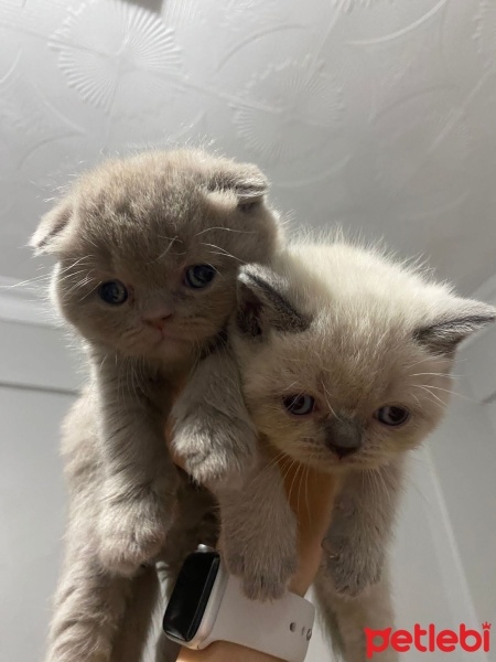 British Shorthair, Kedi  Dumanın bebişleri fotoğrafı