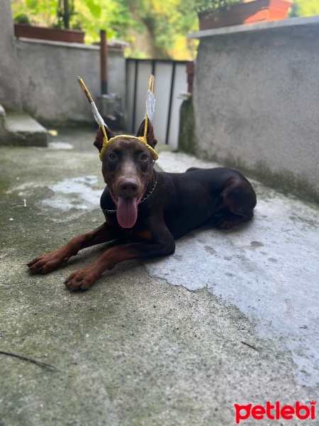 Doberman Pinscher, Köpek  Arthur fotoğrafı