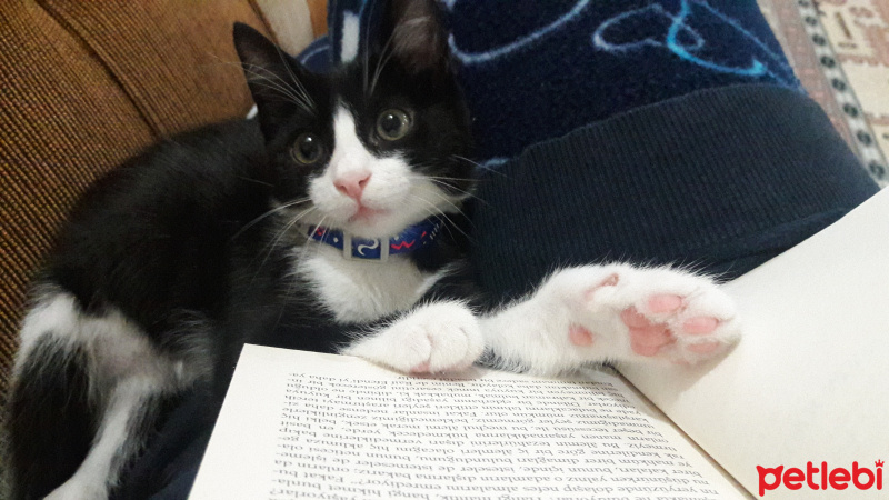 Tuxedo (Smokin) Kedi, Kedi  Oreo fotoğrafı
