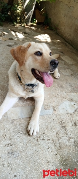 Labrador Retriever, Köpek  Fener fotoğrafı
