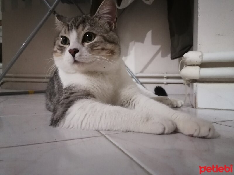 British Shorthair, Kedi  Kion fotoğrafı