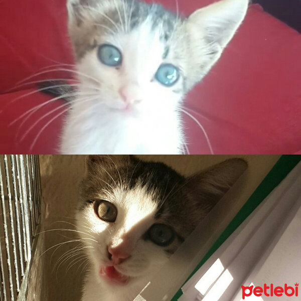 Tekir Kedi, Kedi  Pati fotoğrafı