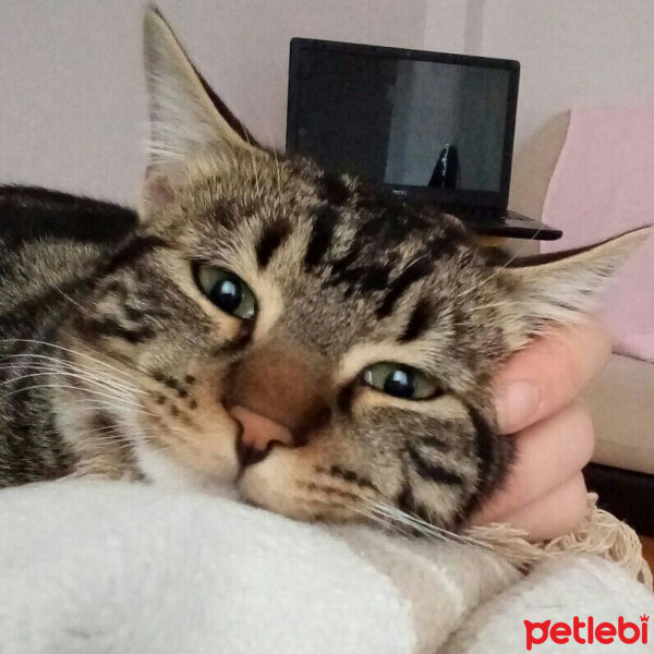 Tekir Kedi, Kedi  Pati fotoğrafı