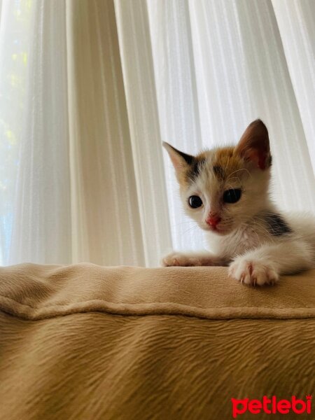 Tekir Kedi, Kedi  Lokum fotoğrafı