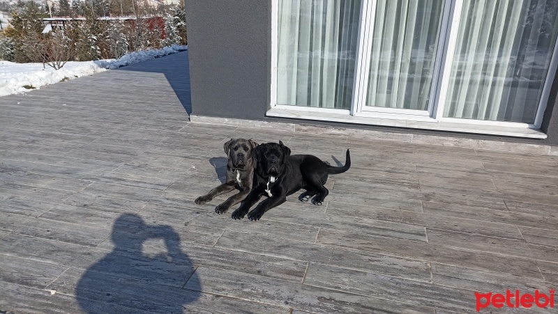 Cane Corso Italiano, Köpek  hera ve kral fotoğrafı