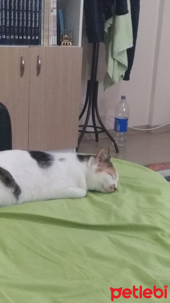 Tekir Kedi, Kedi  Maya fotoğrafı