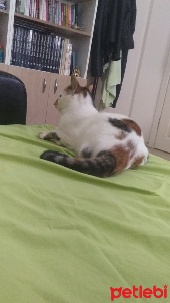 Tekir Kedi, Kedi  Maya fotoğrafı