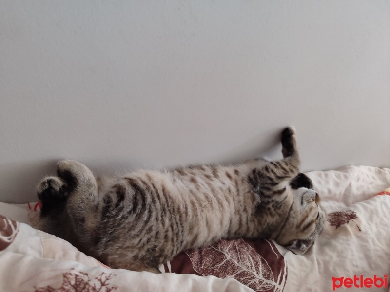 Scottish Fold, Kedi  Miya fotoğrafı
