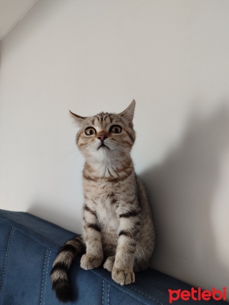 Scottish Fold, Kedi  Miya fotoğrafı