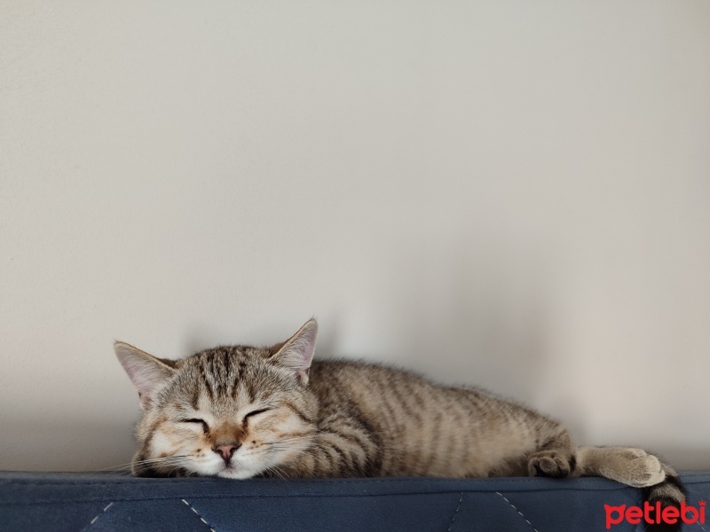 Scottish Fold, Kedi  Miya fotoğrafı