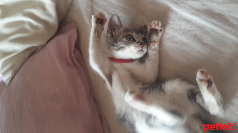 York Chocolate, Kedi  poncik fotoğrafı