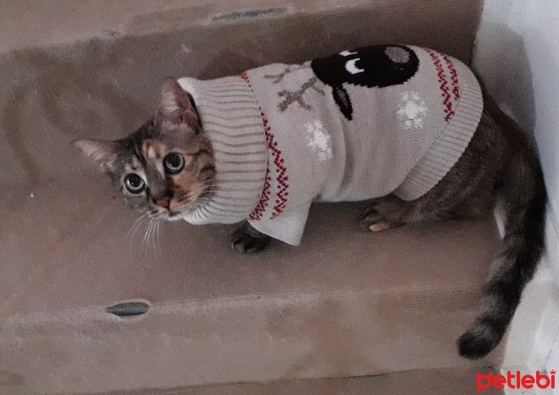 Tekir Kedi, Kedi  Karışık fotoğrafı