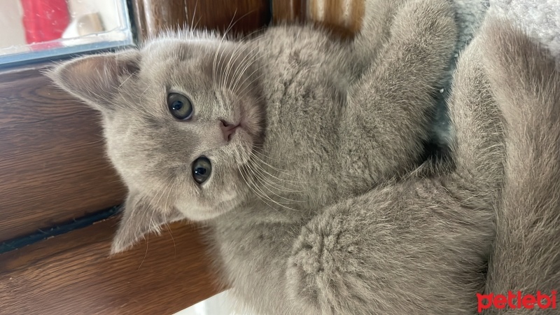 British Shorthair, Kedi  Şesu fotoğrafı