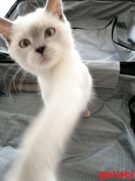 British Shorthair, Kedi  Bulut fotoğrafı
